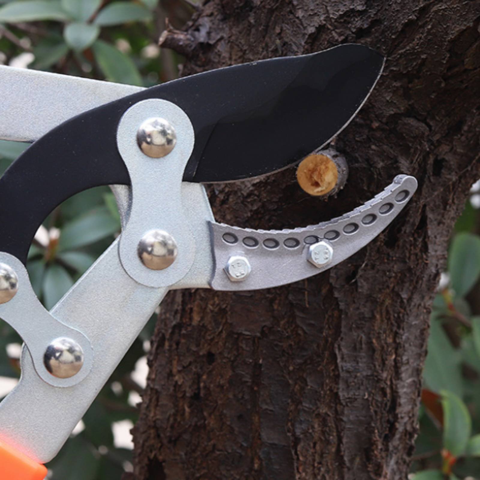 Telescopic Branch Pruners Shar - Gardening Tools In avis et prix